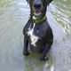 Image for article titled 39 *Scratchy Scratchy* Photos of Dogs
